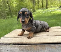 Harper, a female Dachshund for sale in Middlebury, IN – 3 of 4