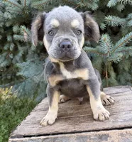 Diesel fluffy, a male French Bulldog for sale in Middlebury, IN – 4 of 5
