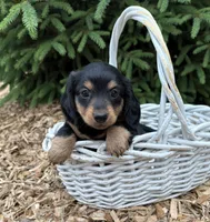 Olive, a female Dachshund for sale in Middlebury, IN – 2 of 4