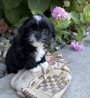 Kiki, a female Shih Tzu for sale in Middlebury, IN – 4 of 4