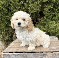Jill, a female Bichpoo for sale in Middlebury, IN – 3 of 4