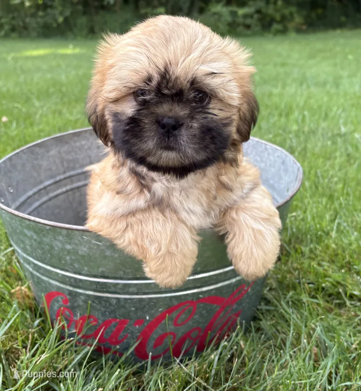 Jackson – Shih Tzu puppy for sale in Middlebury, IN