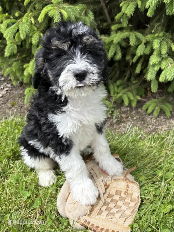 Bodie – Bernedoodle puppy for sale in Middlebury, IN