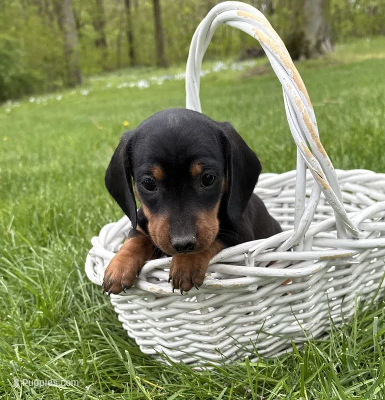 Hiram – Dachshund puppy for sale in Middlebury, IN
