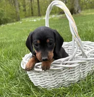 Hiram, a male Dachshund for sale in Middlebury, IN – 1 of 4