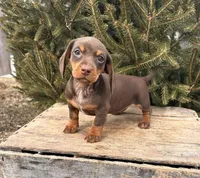 Clover, a female Dachshund for sale in Middlebury, IN – Photo 4 of 5