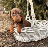 Clover, a female Dachshund for sale in Middlebury, IN – Photo 1 of 5