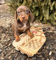 Clover, a female Dachshund for sale in Middlebury, IN – Photo 3 of 5