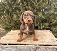 Clover, a female Dachshund for sale in Middlebury, IN – Photo 2 of 5