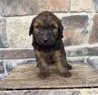Moose, a male Whoodle for sale in Middlebury, IN – 3 of 4