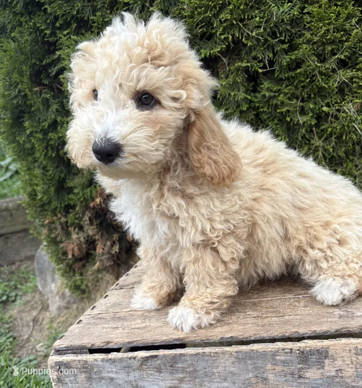 Jace  – Bichpoo puppy for sale in Middlebury, IN