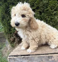 Jace , a male Bichpoo for sale in Middlebury, IN – 1 of 5