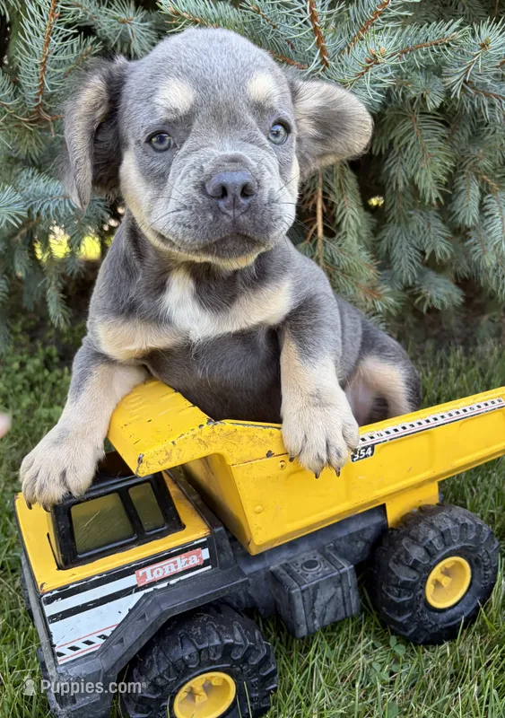 Diesel fluffy – French Bulldog puppy for sale in Middlebury, IN