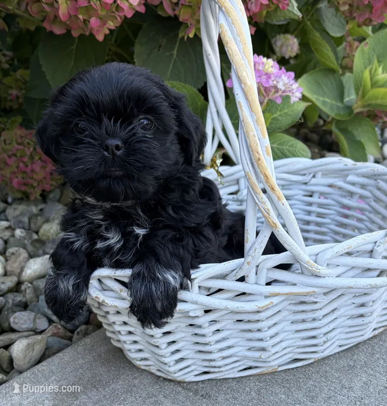 Kipp  – Shih Tzu puppy for sale in Middlebury, IN