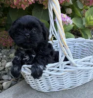 Kipp , a male Shih Tzu for sale in Middlebury, IN – 1 of 4