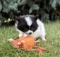 Fiona, a female Pomeranian for sale in Middlebury, IN – 4 of 4