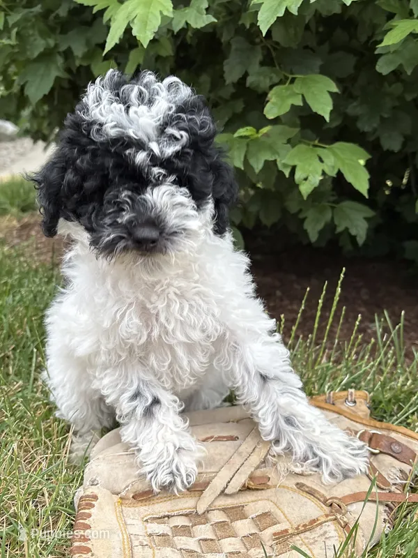Poppy – Poodle - Miniature  puppy for sale in Middlebury, IN