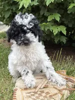 Poppy, a female Poodle - Miniature  for sale in Middlebury, IN – 1 of 5