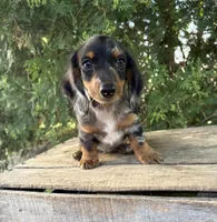 Ace, a male Miniature Dachshund for sale in Middlebury, IN – 5 of 5