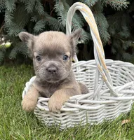 Daisy fluffy, a female French Bulldog for sale in Middlebury, IN – 3 of 4