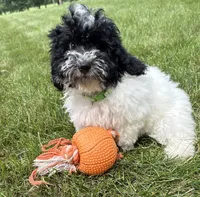 Ava, a female Havapoo for sale in Middlebury, IN – 3 of 4