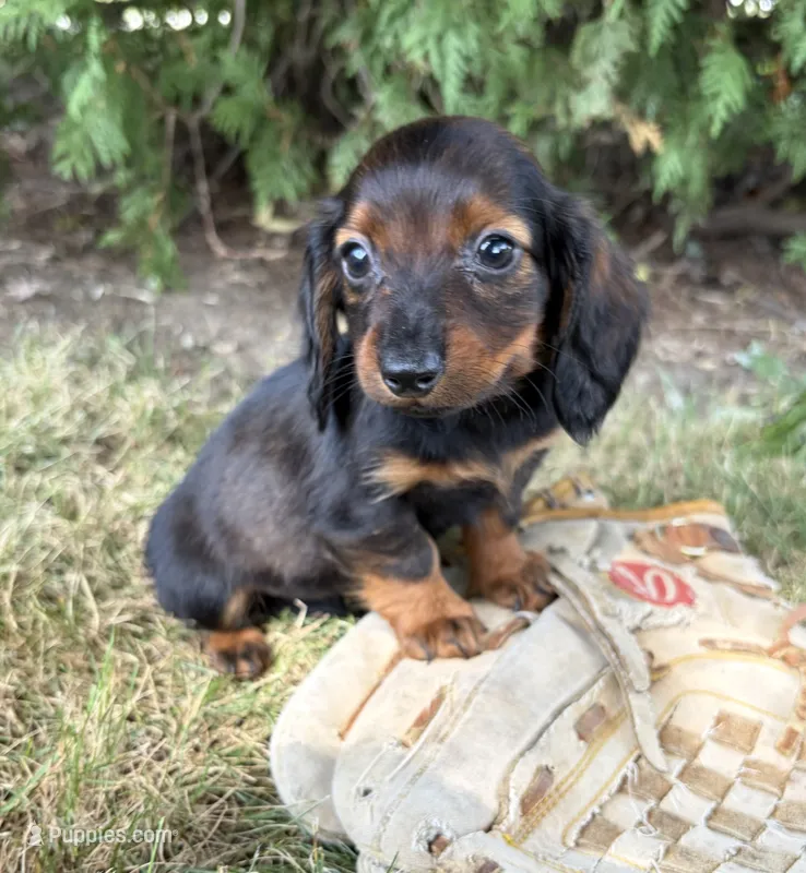 Boaz – Miniature Dachshund puppy for sale in Middlebury, IN