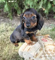 Boaz, a male Miniature Dachshund for sale in Middlebury, IN – 1 of 5