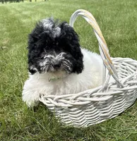 Ava, a female Havapoo for sale in Middlebury, IN – 2 of 4