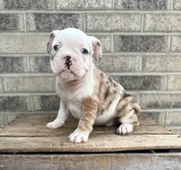 Demi, a female French Bulldog for sale in Middlebury, IN – 3 of 4