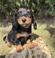 Harris, a male Miniature Dachshund for sale in Middlebury, IN – 5 of 5
