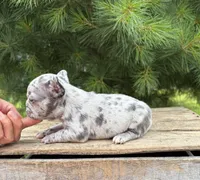 Sadie, a female French Bulldog for sale in Middlebury, IN – 3 of 5