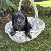 Truffles, a female Dachshund for sale in Middlebury, IN – 6 of 6