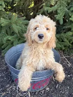 Presley, a male Miniature Goldendoodle for sale in Middlebury, IN – 3 of 4