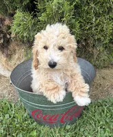 Jack, a male Bichpoo for sale in Middlebury, IN – 2 of 4