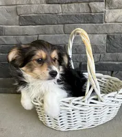 Rio, a male Pomeranian and Yorkshire Terrier for sale in Middlebury, IN – 2 of 4