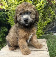 Daisy, a female Whoodle for sale in Middlebury, IN – 3 of 5