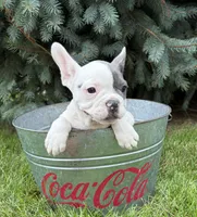 Layla, a female French Bulldog for sale in Middlebury, IN – 3 of 6