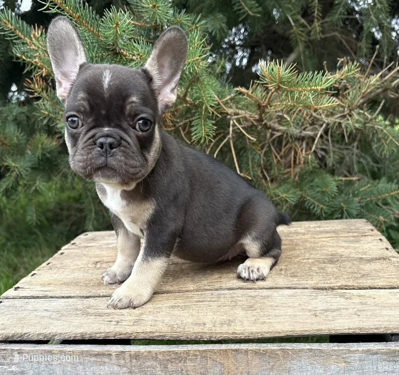 Kiki – French Bulldog puppy for sale in Middlebury, IN