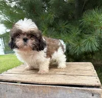 Thomas , a male Shih Tzu for sale in Middlebury, IN – 4 of 4