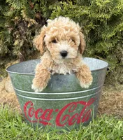 Jetta, a female Bichpoo for sale in Middlebury, IN – 3 of 4