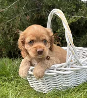 Jasper, a male Cocker Spaniel for sale in Middlebury, IN – 2 of 4