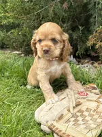 Jasper, a male Cocker Spaniel for sale in Middlebury, IN – 4 of 4