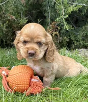 Jasper, a male Cocker Spaniel for sale in Middlebury, IN – 3 of 4