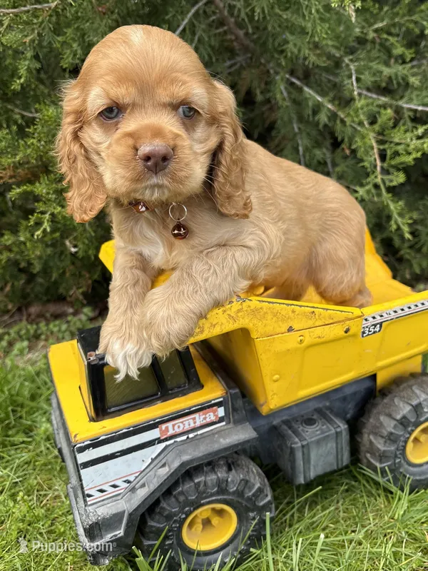 Jasper – Cocker Spaniel puppy for sale in Middlebury, IN