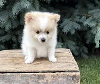 Kai, a male Pomeranian for sale in Middlebury, IN – 2 of 5
