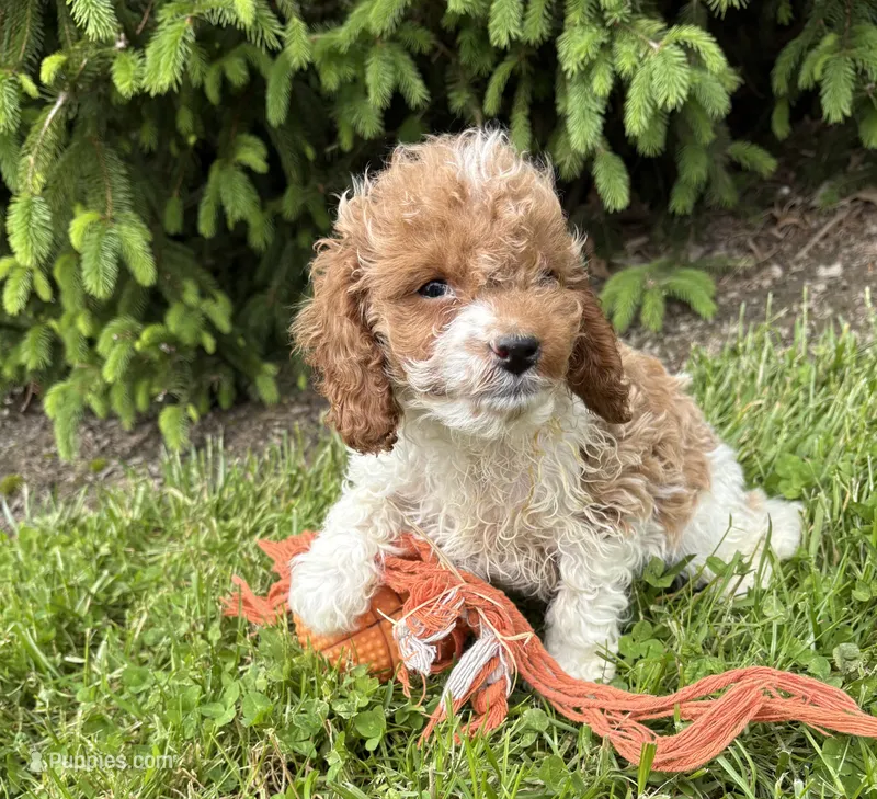 Tux – Cavapoo puppy for sale in Middlebury, IN