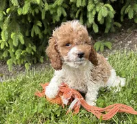 Tux, a male Cavapoo for sale in Middlebury, IN – 1 of 4