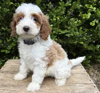 Abe, a male Miniature Goldendoodle for sale in Middlebury, IN – 1 of 3
