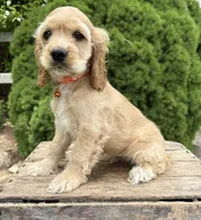 Jimmy , a male Cocker Spaniel for sale in Middlebury, IN – 2 of 5