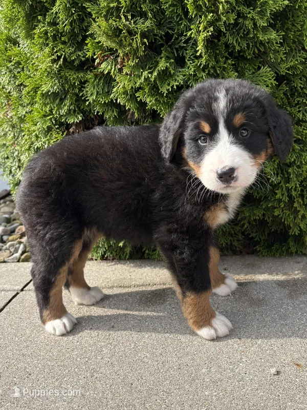 Belle – Bernese Mountain Dog puppy for sale in Middlebury, IN